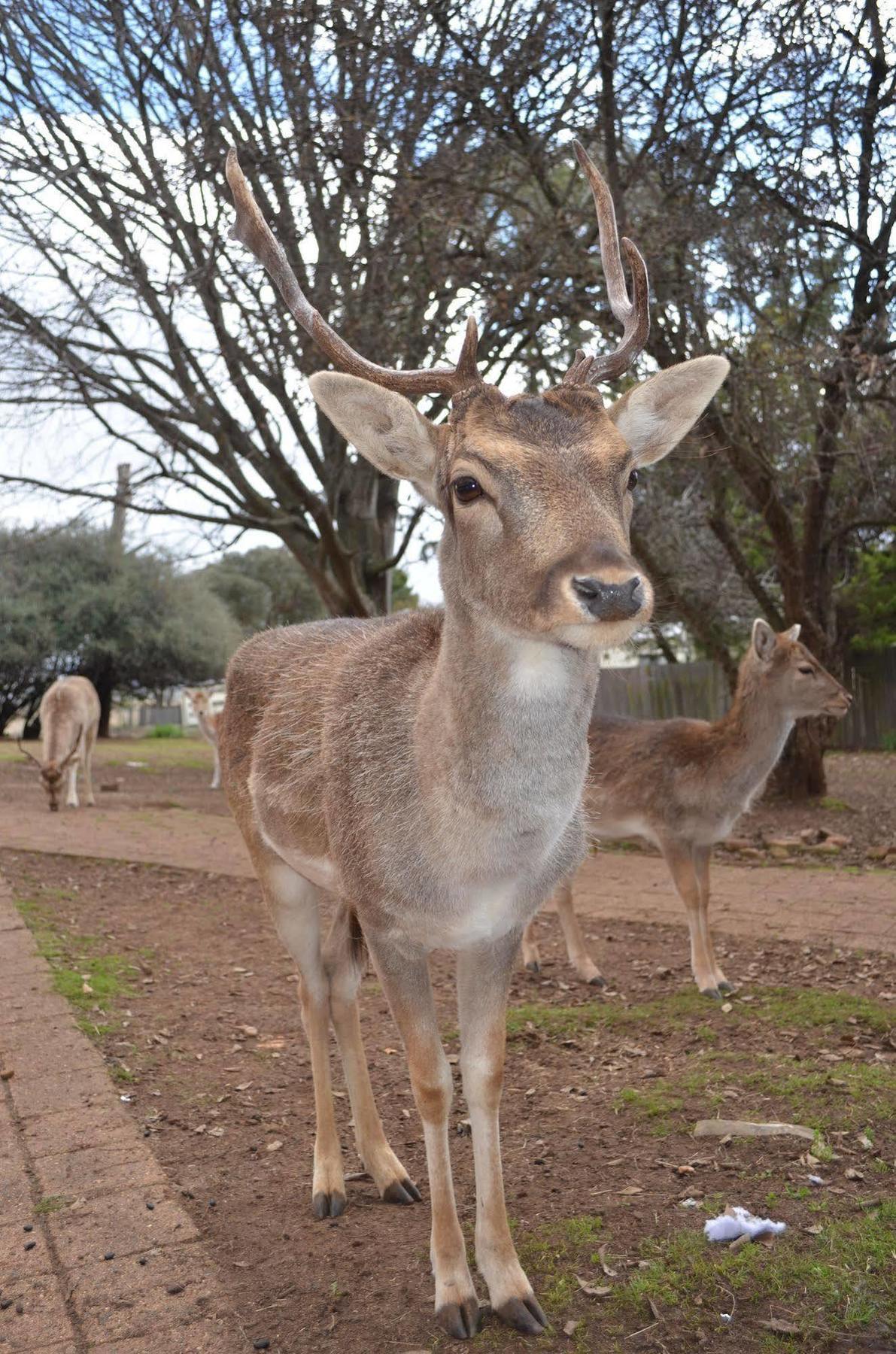 Deer Park Motor Inn Armidale Εξωτερικό φωτογραφία